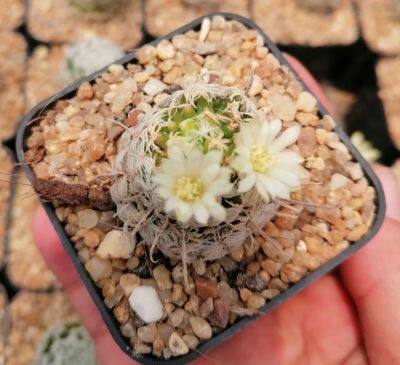 แมมดูไว (Mamillaria Duwei) ดูเวอาย แคคตัส ออกดอกบ่อย ม๊ากๆๆๆ ส่งต้นพร้อมกระถาง