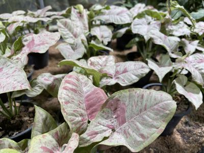 Syngonium Milk Confetti