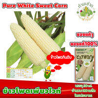 [ซองแท้ 30ml.] เมล็ดพันธุ์ ข้าวโพด เพียวไวท์ Pure White Hokkaido Sweet Corn ข้าวโพดฮอกไกโด ข้าวโพดนมสด ข้าวโพดญี่ปุ่น