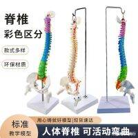 Bonesetting lumbar femoral color vertebral body coccyx 45 cm skeleton model in the pelvis model cervical spine