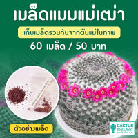 เมล็ดแคคตัส แมมแม่เฒ่า ชุดล่ะ 60 เมล็ด (Mammillaria hahniana)