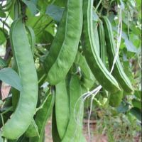 เมล็ดพันธุ์ ถั่วฝักดาบ ถั่วพร้า ถั่วอีโต้ ถั่วยักษ์ Sword Bean Seed 5 เมล็ด คุณภาพดี ราคาถูก ของแท้ 100%