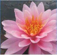 100 เมล็ด เมล็ดบัว สีชมพู นำเข้า บัวนอก สายพันธุ์เมล็ดบัว Waterlily Nymphaea Seeds