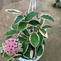 20 เมล็ดพันธุ์ Home Plant Seed โฮย่า กล้วยไม้โฮย่า สกุลนมตำเลีย (Hoya) มีดอกหอม ให้ดอกตลอดปี ชอบแสงแดดครึ่งวัน อากาศถ่ายเท อัตราการงอกของเมล็ด 80-85%