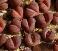 25 เมล็ด เมล็ดไลทอป Lihops Seeds พืชอวบน้ำ ไม้ก้อนหิน สายพันธุ์ Lithops meyeri ‘Hammeruby’ C272A