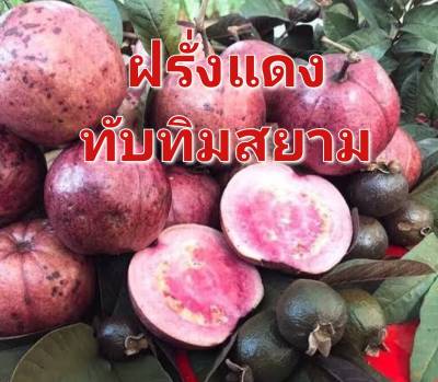 เมล็ดพันธุ์ฝรั่งแดงทับทิมสยาม ฝรั่ง บรรจุ 10 เมล็ด 10 บาท Guava Seeds