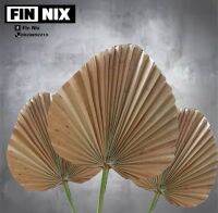 FINNIX ใบตาล ตัดปลาย (ใบจริง)สีธรรมชาติ แต่งปลายใช้ปักแจกัน ใบเก๋ตกแต่งบ้านแต่งร้านจัด backdropงานเลี้ยง งานแต่งงานได้