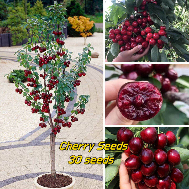 【ขายเมล็ดพันธุ์ ห่อละ 30 เมล็ด】Cherry Seeds for Sale Cherry Fruit Seed ต้นผลไม้ เมล็ดพันธุ์