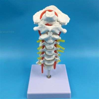 1:1 human cervical spine bone skeleton model with neural model teaching medical specimens of human body