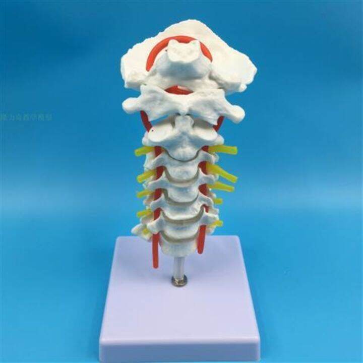 1-1-human-cervical-spine-bone-skeleton-model-with-neural-model-teaching-medical-specimens-of-human-body