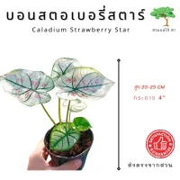 ( PRO+++ ) โปรแน่น.. Strawberry Star บอนสตอรี่สตาร์  ฟร์อมสวยๆ กัดสี ต้นเเข็งเเรง  ราคาสุดคุ้ม พรรณ ไม้ น้ำ พรรณ ไม้ ทุก ชนิด พรรณ ไม้ น้ำ สวยงาม พรรณ ไม้ มงคล