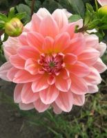 1 เหง้า/ออเดอร์ รักเร่ Dahlia สายพันธุ์ Salmon Pink หัวรักเร่ ดอกไม้ หัวหน่อ นำเข้า เหง้า เนเธอร์แลน หัวสดใหม่