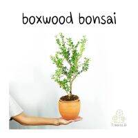 Woww สุดคุ้ม T406 boxwood bonsai กระถาง 6 นิ้ว สูง 50-60 cm ต้นไม้ประดับแนวญี่ปุ่น ทรงต้นสวย เข้าลวดทำเป็นบอนไซได้ ราคาโปร พรรณ ไม้ น้ำ พรรณ ไม้ ทุก ชนิด พรรณ ไม้ น้ำ สวยงาม พรรณ ไม้ มงคล