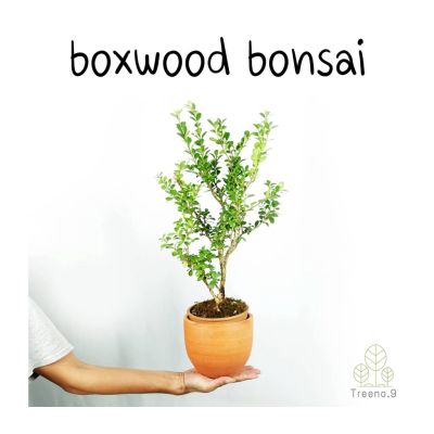 Woww สุดคุ้ม T406 boxwood bonsai กระถาง 6 นิ้ว สูง 50-60 cm ต้นไม้ประดับแนวญี่ปุ่น ทรงต้นสวย เข้าลวดทำเป็นบอนไซได้ ราคาโปร พรรณ ไม้ น้ำ พรรณ ไม้ ทุก ชนิด พรรณ ไม้ น้ำ สวยงาม พรรณ ไม้ มงคล