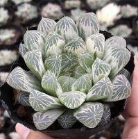 50 เมล็ดพันธุ์ เมล็ด ซักคิวเลนต์ หรือ ไม้อวบน้ำ กระบองเพชร ฮาโวร์เทีย (Haworthia) Succulent seeds อัตราการงอก 80-85%