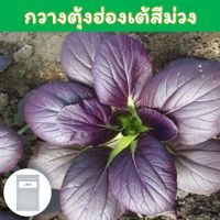 กวางตุ้งฮ่องเต้สีม่วง เมล็ดพันธุ์ 150+ เมล็ด (Pak Choi Ruby / Red Pak Choi)