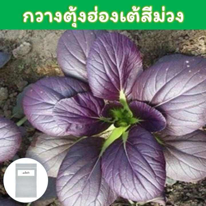 กวางตุ้งฮ่องเต้สีม่วง-เมล็ดพันธุ์-150-เมล็ด-pak-choi-ruby-red-pak-choi