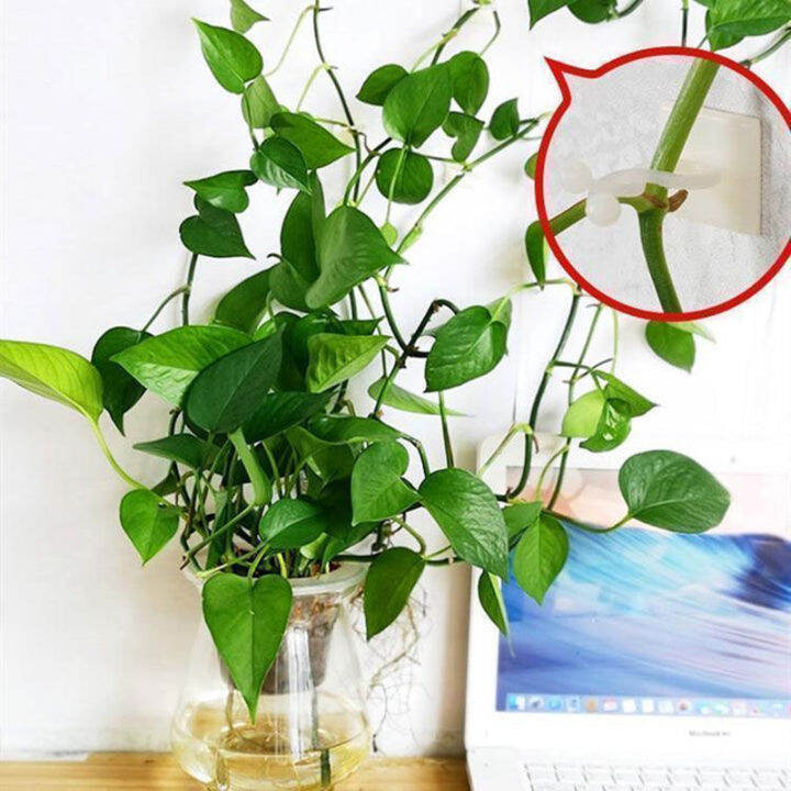 10pcs-set-artifact-plant-climbing-hook-fixed-paste-trace-wall-button-nail-free-long-clip-climbing-plant