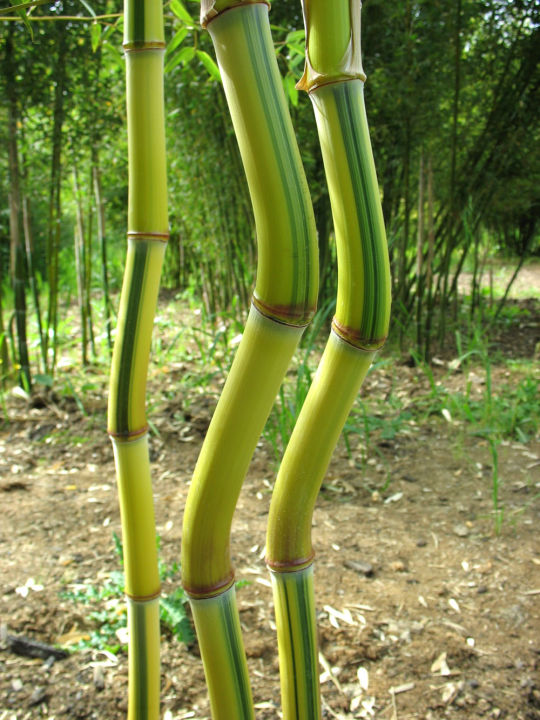 เมล็ดไผ่-เมล็ดไผ่ลำเดี่ยวลำเหลือง-นำเข้า-ชื่อสามัญ-phyllostachys-spectabilis-เป็นไผ่ประดับ-สวยงาม-นิยมมากในต่างประเทศ