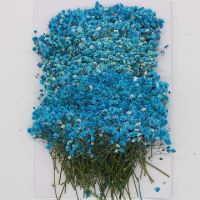 120 Pcs Natural Gypsophila Dried Flowers Small Flowers Bouquet Dry Flowers Press Mini Decorative Photography Background Decor