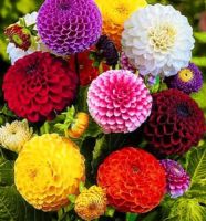 เมล็ดพันธุ์ dahlia pinnata pompon 30 เมล็ด เมล็ดพันธุ์นำเข้าจาก อังกฤษ