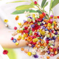 【cw】200pc Real Dried Flowers For DIY Art Craft Epoxy Resin Candle Making Jewellery Glass cover ball filler Dried Flowers Accessories ！