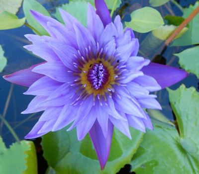 2 เมล็ด เมล็ดบัว สีน้ำเงิน ดอกใหญ่ นำเข้า บัวนอก สายพันธุ์ของแท้ 100% เมล็ดบัว ดอกบัว ปลูกบัว เม็ดบัว ปลูกในโหลแก้วได้ อัตรางอก 85-90% Lotus Seed