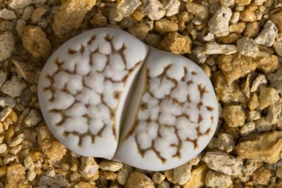 20 เมล็ด ไลทอป กระบองเพชร ไม้อวบน้ำ กุหลาบหิน แคคตัส Living Stones Lithops เมล็ดเพาะปลูก สายพันธุ์  julii (chrysocephala) C205
