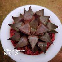 Haworthia ’Purplequeen’ badia Hyb. A073