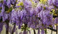 เมล็ดวิสทีเรีย 10 เมล็ด Wisteria sinensis ปลูกประดับแหล่งท่องเทียว สวยงาม (มีคู่มือการเพาะ)