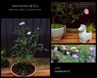 กุหลาบแคระญี่ปุ่น กุหลาบแฟรี่ กระถาง 3" mini fairy rose / hohomei rose