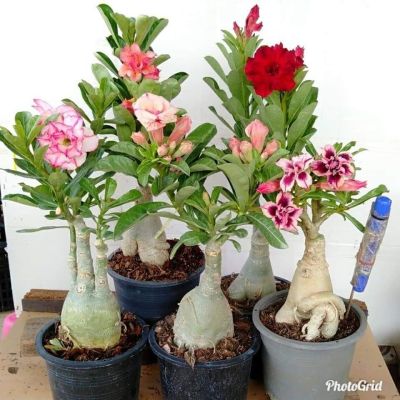 12 เมล็ด เมล็ดพันธุ์ ชวนชม สายพันธุ์ฮอลแลนด์ คละสี Adenium Seeds กุหลาบทะเลทราย Desert Rose ราชินีบอนไซ อัตรางอก 80-90% มีคู่มือปลูก