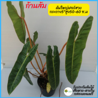 ฟิโลเดนดรอน ก้านส้ม Philodendron billietiae Croat กระถาง 5นิ้ว ต้นใหญ่ ไซส์ตั้งแม่ รากเดินดี แข็งแรง สินค้าถ่ายจากรูปจริง สูง50-60 ซ.ม ไซร์ใหญ่ราคาเบาๆจ