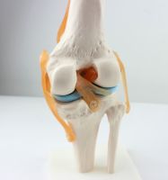 Knee-joint anatomical model attached to the ligament of the human body skeleton teaching practice in medical function display neck spine skeleton