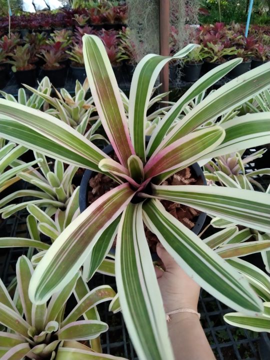 สับปะรดสี-bromeliad-เป็นไม้ประดับ-ทนแล้ง-นิยมใช้ประดับตกแต่งบ้านและสวน-สีสันสวยงามเป็นเอกลักษณ์-กระถาง8นิ้ว