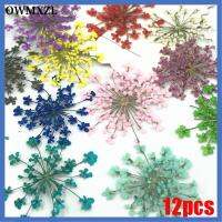 OWMXZL 12pcs อุปกรณ์ DIY วัสดุเปลือกโทรศัพท์มือถือ ของตกแต่งบ้าน ดอกแอมมิ มาจัส ทรูฟลาวเวอร์ กดแห้ง พืชทำมือ