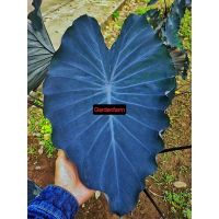 ( PRO+++ ) โปรแน่น.. Colocasia black runner โคโลคาเซียใบสวยมีเสน่ห์ใบสีดำกำมะหยี่จัดส่งพร้อมแก้วชำรากเดินดี ราคาสุดคุ้ม พรรณ ไม้ น้ำ พรรณ ไม้ ทุก ชนิด พรรณ ไม้ น้ำ สวยงาม พรรณ ไม้ มงคล