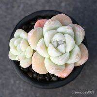 【Ready stock】Succulents น้ำแข็งหยกกระถางระเบิดได้หลายหัวห้องนั่งเล่นดอกไม้กระถางพืชสีเขียวการผสมผสานเนื้อสัตว์ที่สร้างสร