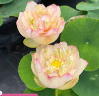 5 เมล็ดพันธุ์ บัว สายพันธุ์ NANJING LOVE 16 LOTUS (YU HUA QING 16) สีชมพู เพาะปลูกและเก็บเมล็ดในไทย ขยายพันธุ์ในไทยได้ สายพันธุ์นิยมปลูกในอเมริกา