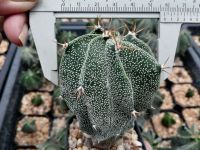 ??แอสโตรออนาตั้ม ?? Astrophytum ornatum  ต้นกระบองเพชร ต้นแคคตัส ขนาด 5-6 ซม. (แคคตัส กระบองเพชร)