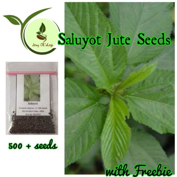 Saluyot Vegetable Jute 50 seeds (not plants) Lazada PH
