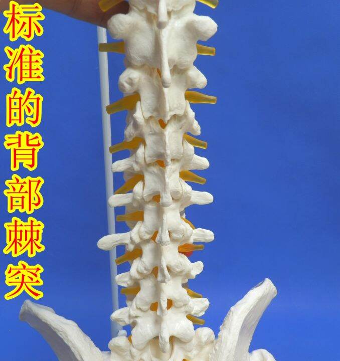 the-human-body-model-bonesetting-massage-adult-spinal-cervical-spine-lumbar-bone-model-color-spine-model