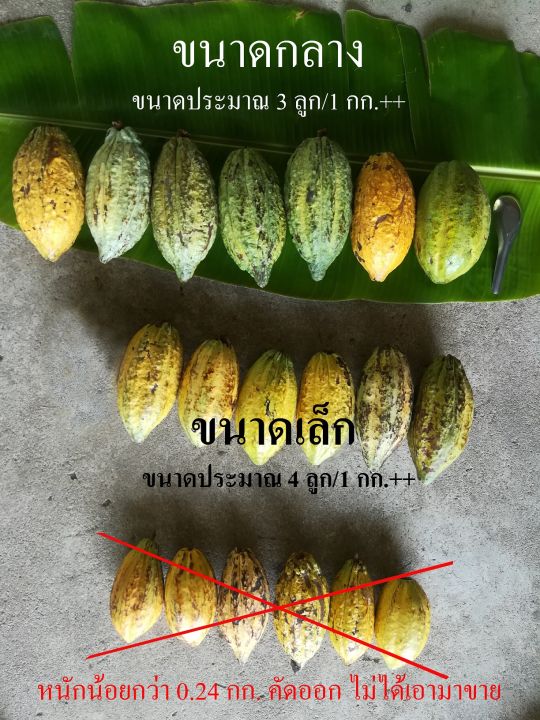 ผลโกโก้-ผลโกโก้สด-1-kg-ขนาดกว้าง-7-8cm-ยาว-14-17-cm-ขนาดกลาง-3ลูก-1กก-กว่าๆหรือ-อาจจะ-5-ลูก-2กก-กว่าๆ-ลูกละ-3-5-4-5ขีด-ถ่ายรูปให้ดูก่อนส่ง