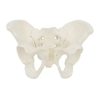 Life Size Female Pelvis Model Anatomy Model Hip Bone Pelvic Anatomical Model 63HD