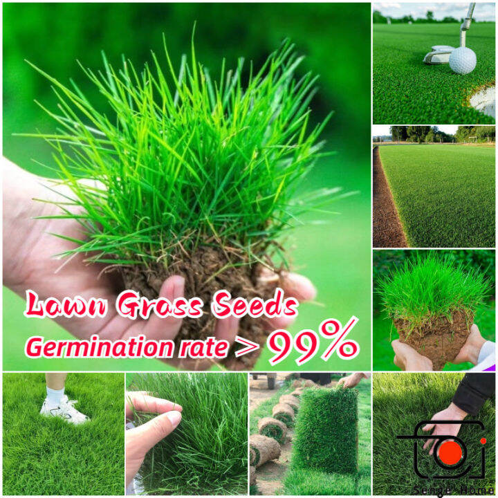 [Buy 1 take 1] High Quality Lawn Grass Seeds for Greening Planting (100