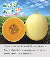 เมล็ดพันธุ์ แคนตาลูป ซันเลดี้  227 - Cantaloupe Sun Lady ตราดอกแตง เมล็ดพันธุ์คุณภาพ"เพื่อนเกษตร"