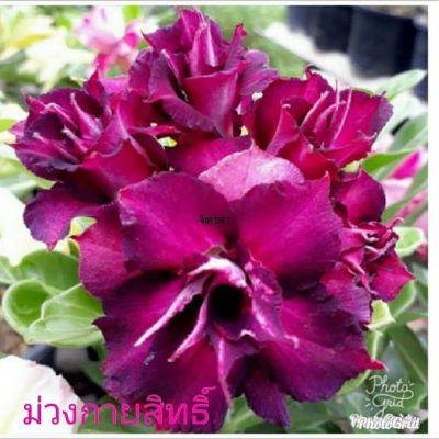 12 เมล็ด เมล็ดพันธุ์ ชวนชม สายพันธุ์ไต้หวัน ดอกสีม่วง Adenium Seeds กุหลาบทะเลทราย Desert Rose ราชินีบอนไซ อัตรางอก 80-90% มีคู่มือปลูก