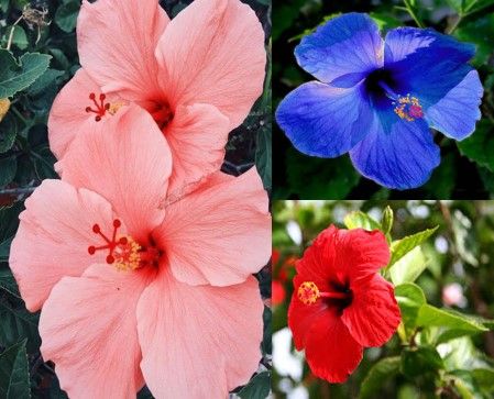 Multi-Petals Hibiscus Gumamela Assorted Mixed Petal Seed Home Outdoor ...