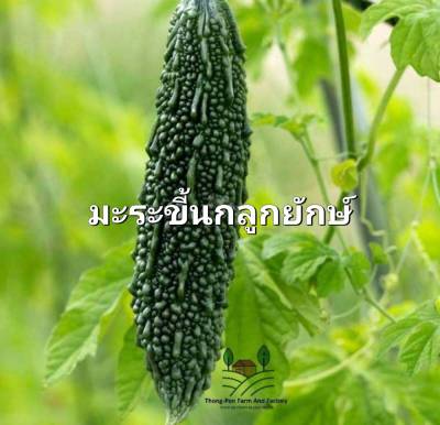 มะระขี้นก มะระขี้นกลูกยักษ์ เมล็ดพันธุ์มะระขี้นกลูกยักษ์  Large Bitter Gourd Seeds บรรจุ 3 เมล็ด