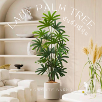 [PRE15วันค่ะ]?LADY PALM TREE (ต้นจั๋งญี่ปุ่น) ต้นประดิษฐ์งานเหมือนจริง ปาล์มใบเหลี่ยมน่ารัก มินิมอลสุดๆแต่งบ้านสวยมาก